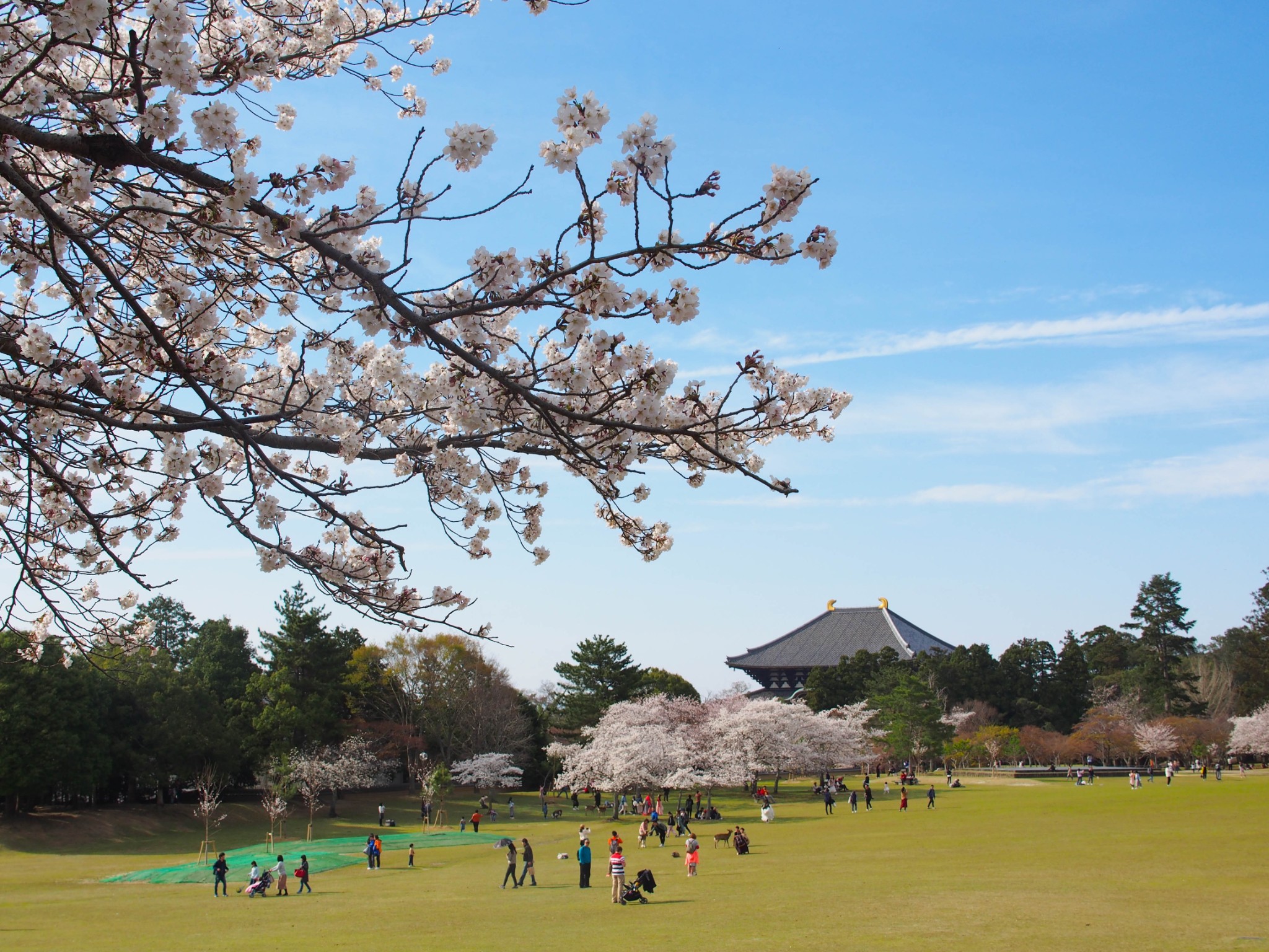 京都自助遊攻略