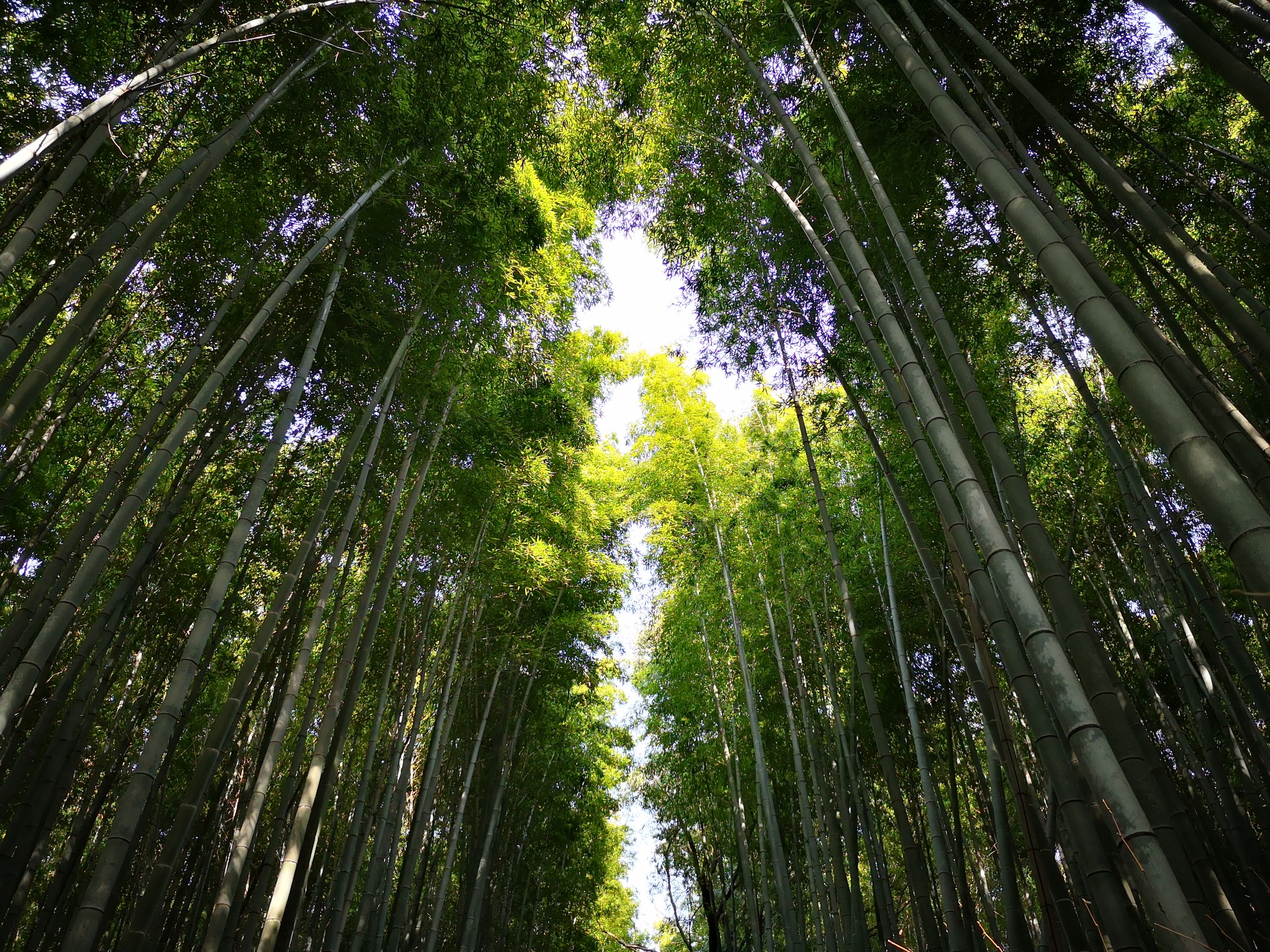 京都自助遊攻略