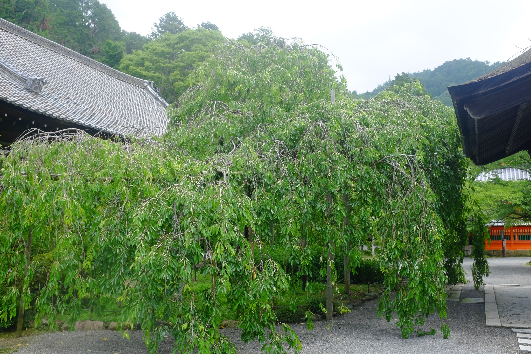 京都自助遊攻略