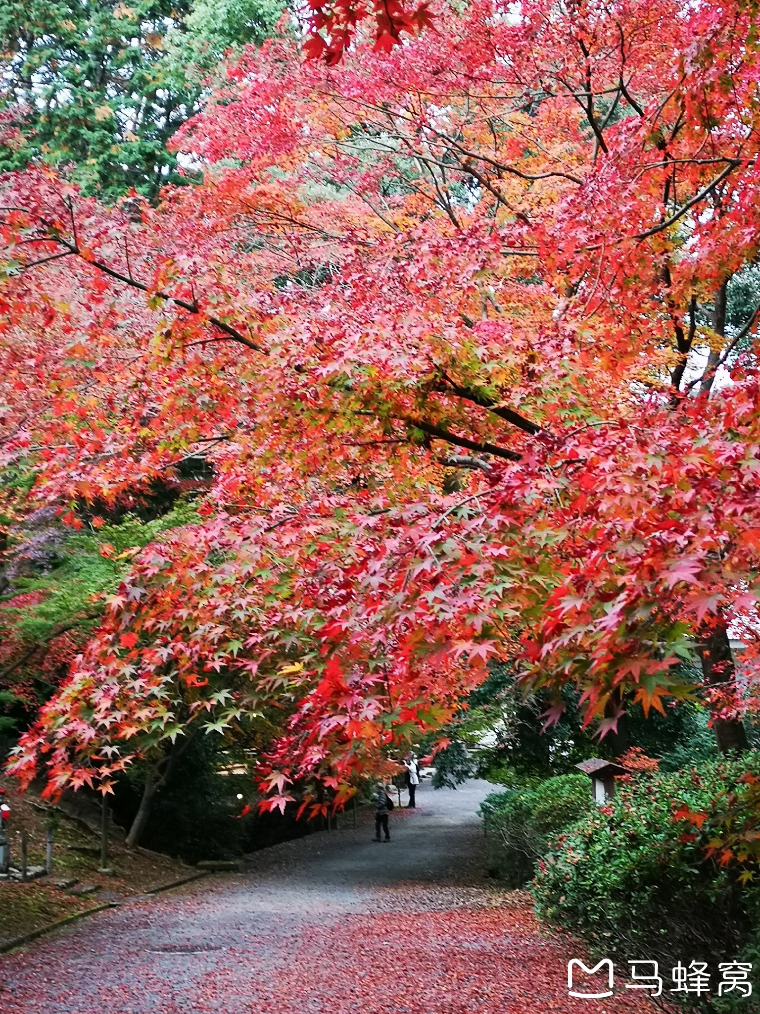 京都自助遊攻略