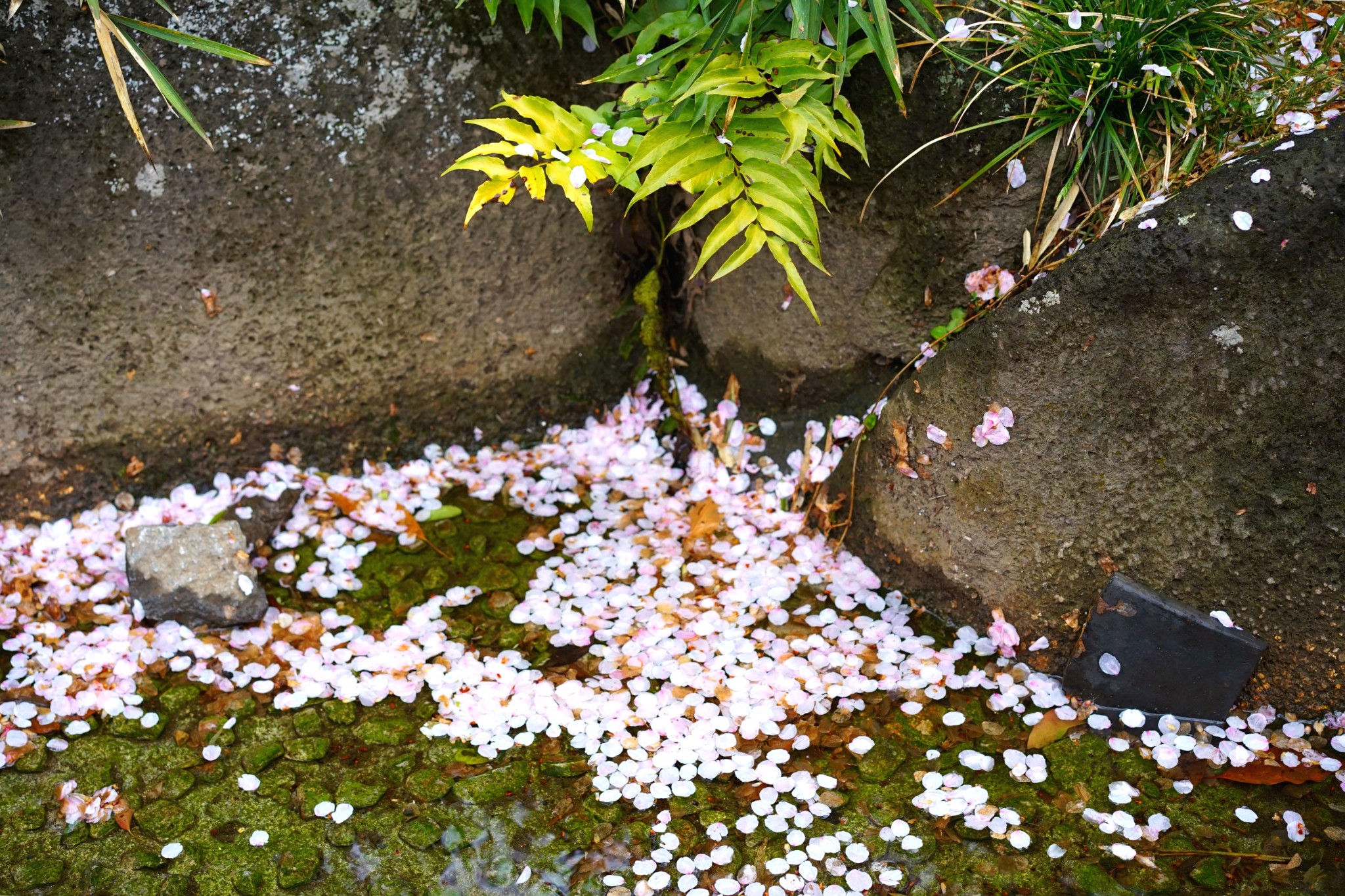 富士山自助遊攻略