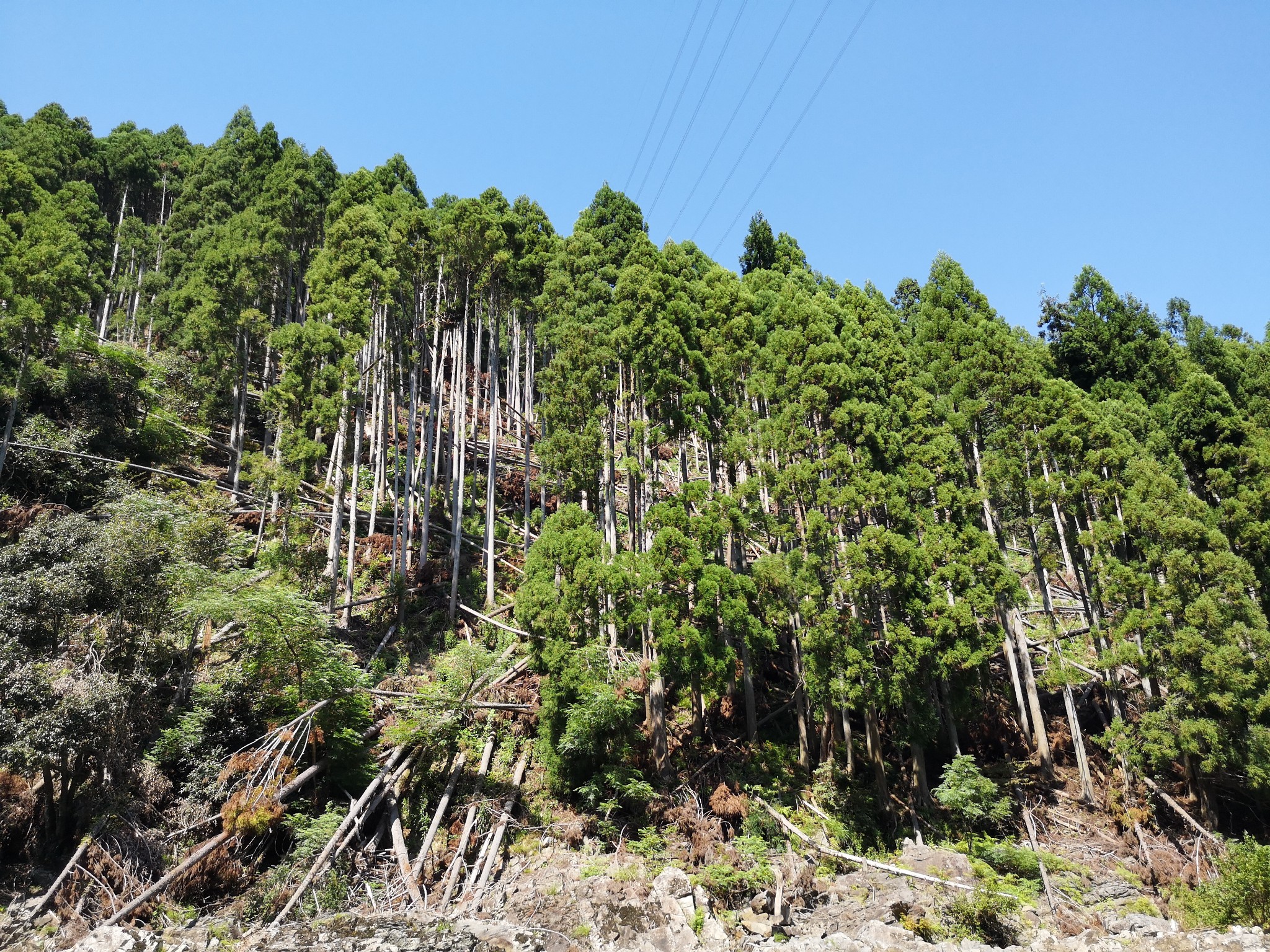 京都自助遊攻略