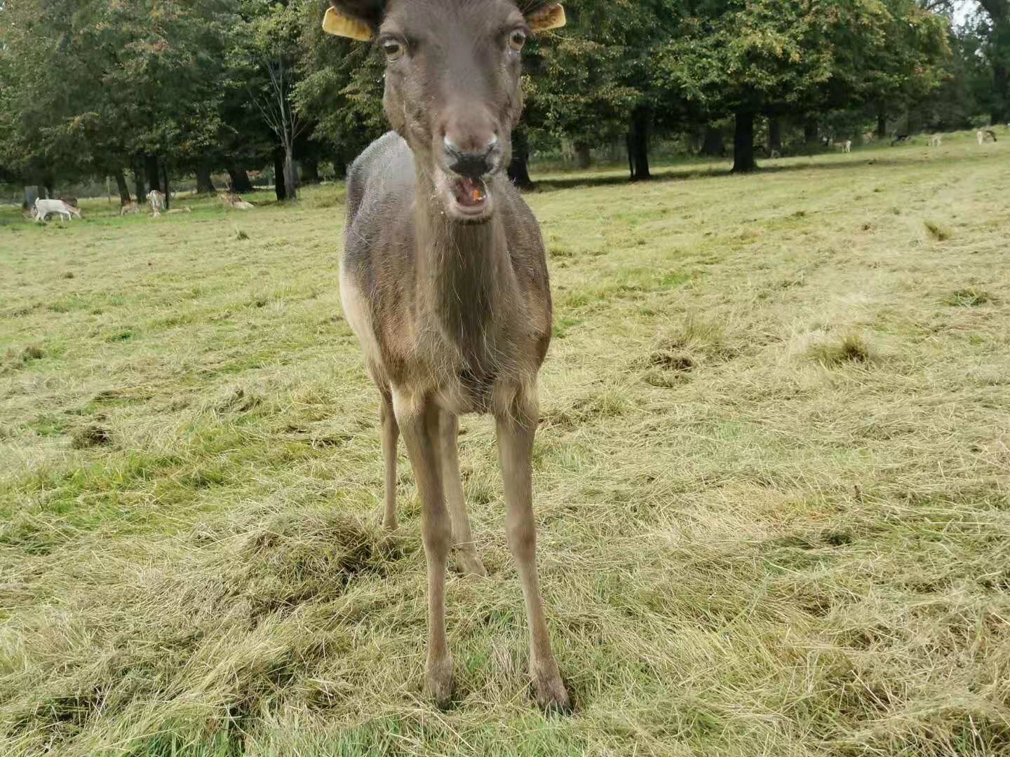 英國自助遊攻略