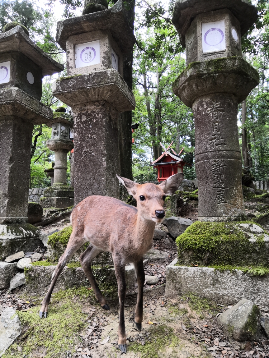 京都自助遊攻略