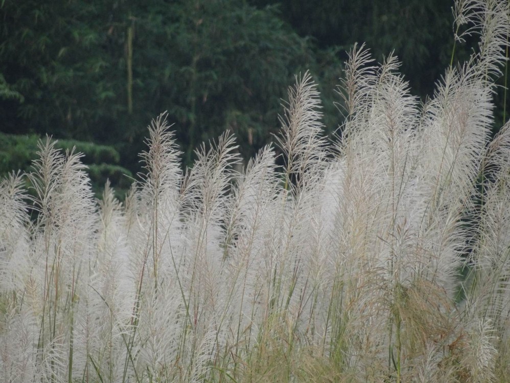秋意浓----溪畔芒草花开时