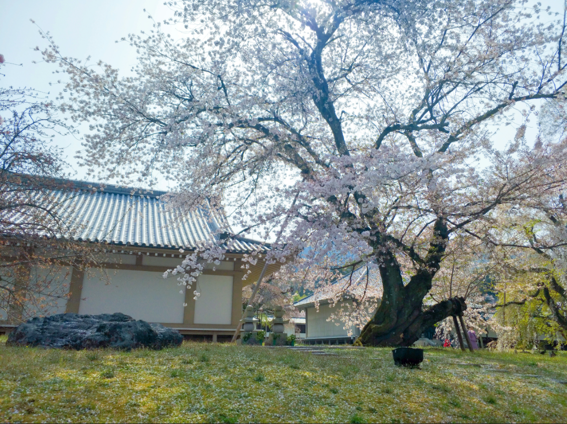 京都自助遊攻略