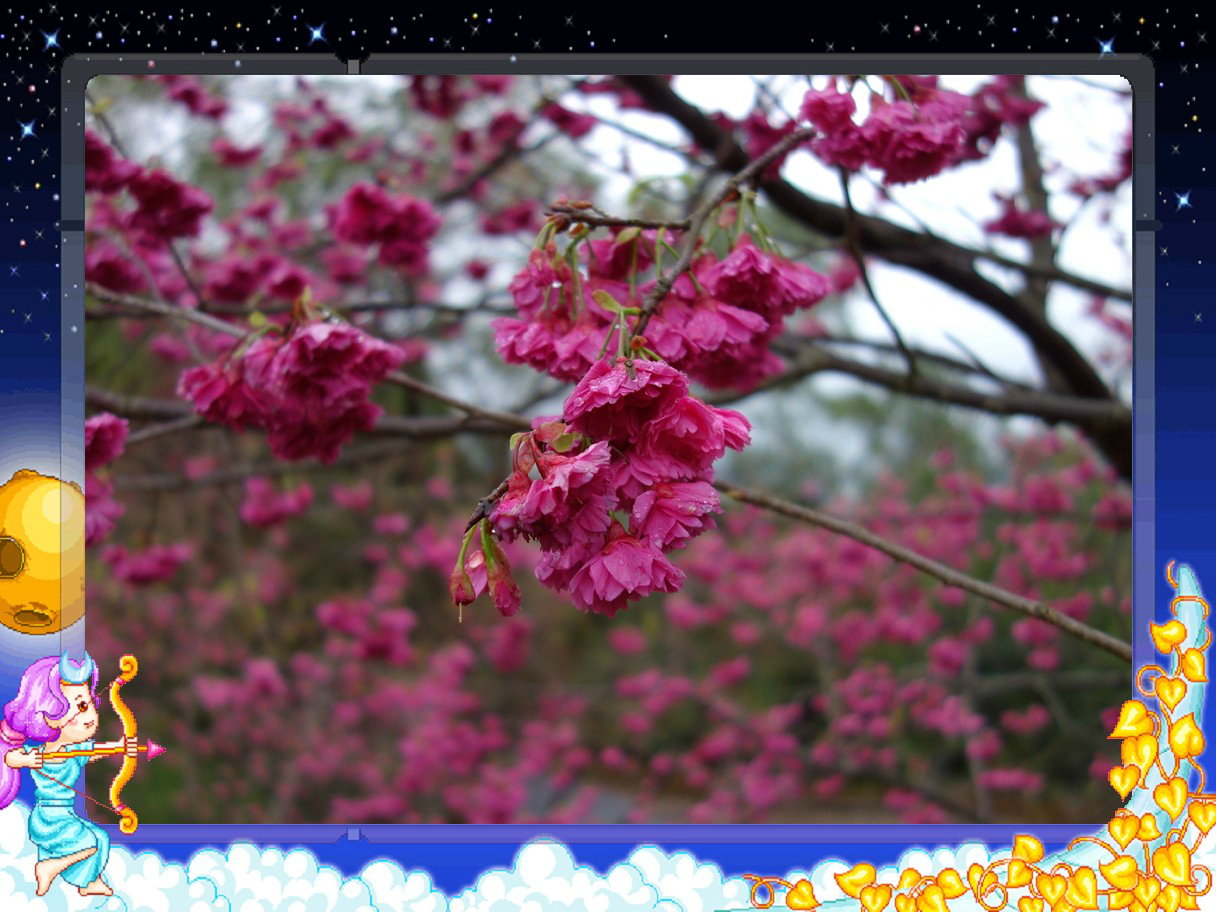 回复游记:除夕前小女游台北猫空杏花林