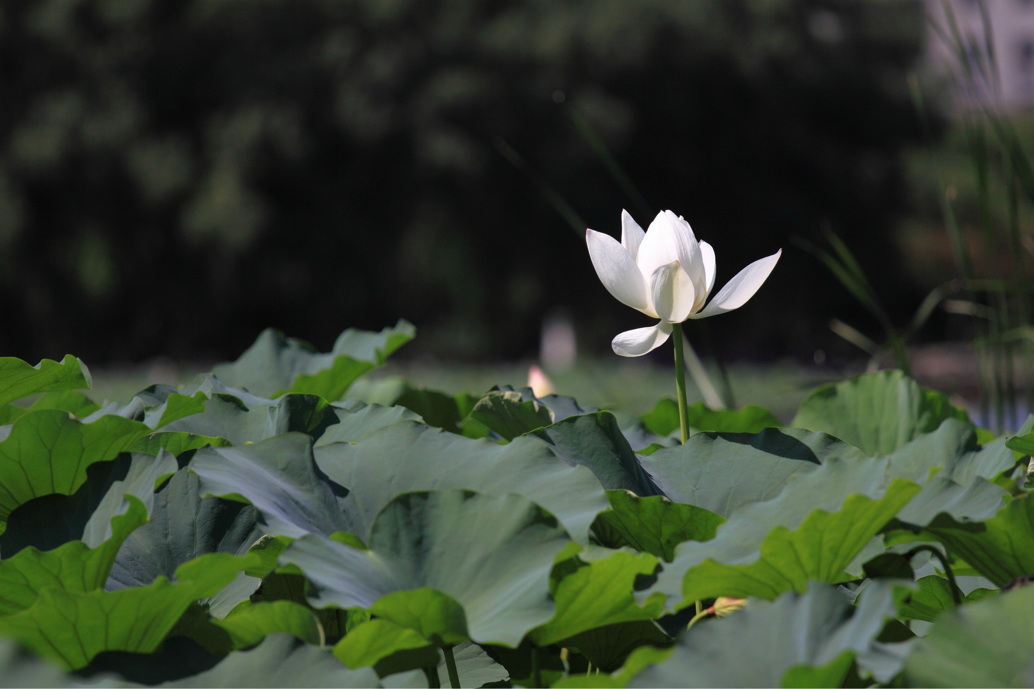 7月29晴空下的莲花池公园