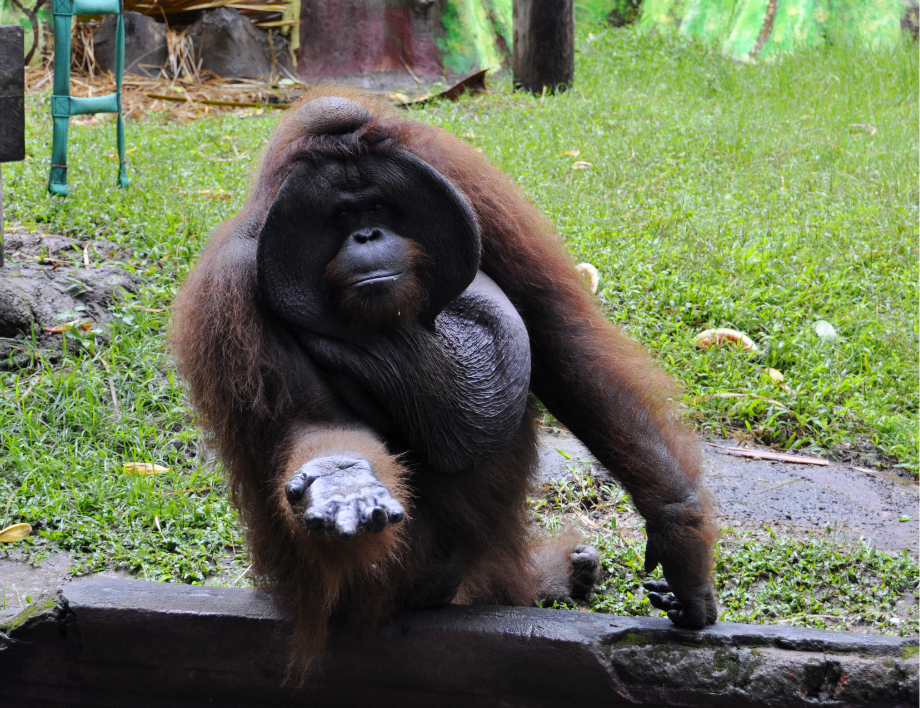 印度尼西亚旅游图片 印度尼西亚游记图片  查看exif信息 原始图片
