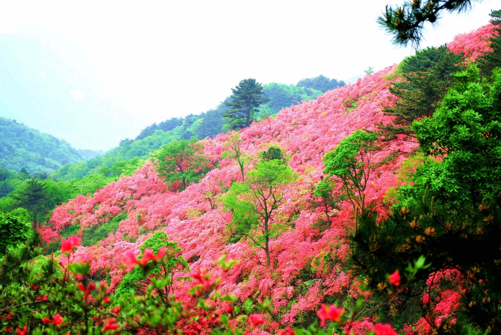 走在迎花步道,繽紛浪漫～ 大片桃紅的杜鵑花襯著翠綠的山頭,捎來了