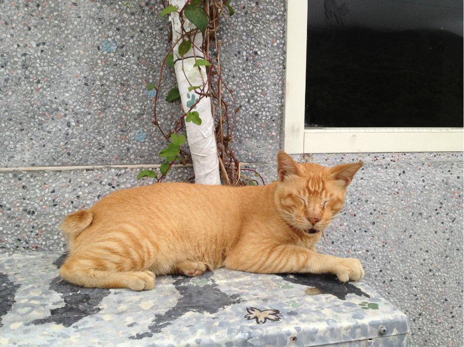 <o君一直以为,麒麟尾的猫是人为剪断尾巴的,其实不是哦&gt