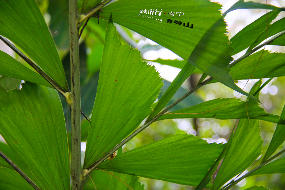 沧海一什么成语植物_沧海一声笑古筝谱(3)