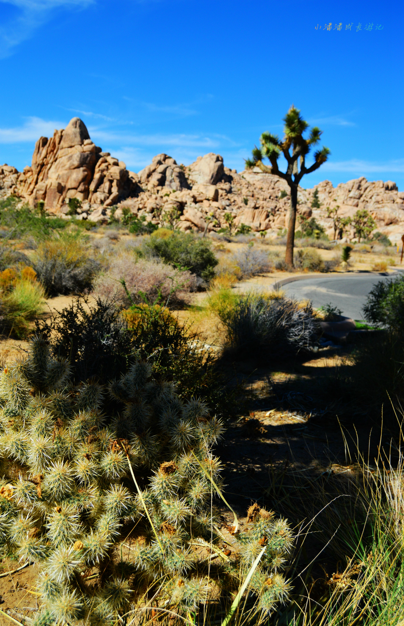 美国约书亚树国家公园(joshua tree national park)---加州自驾游第6
