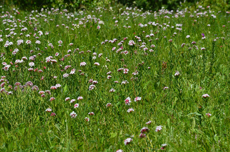 国内旅游目的地                           百花坡地处坝上比较深的