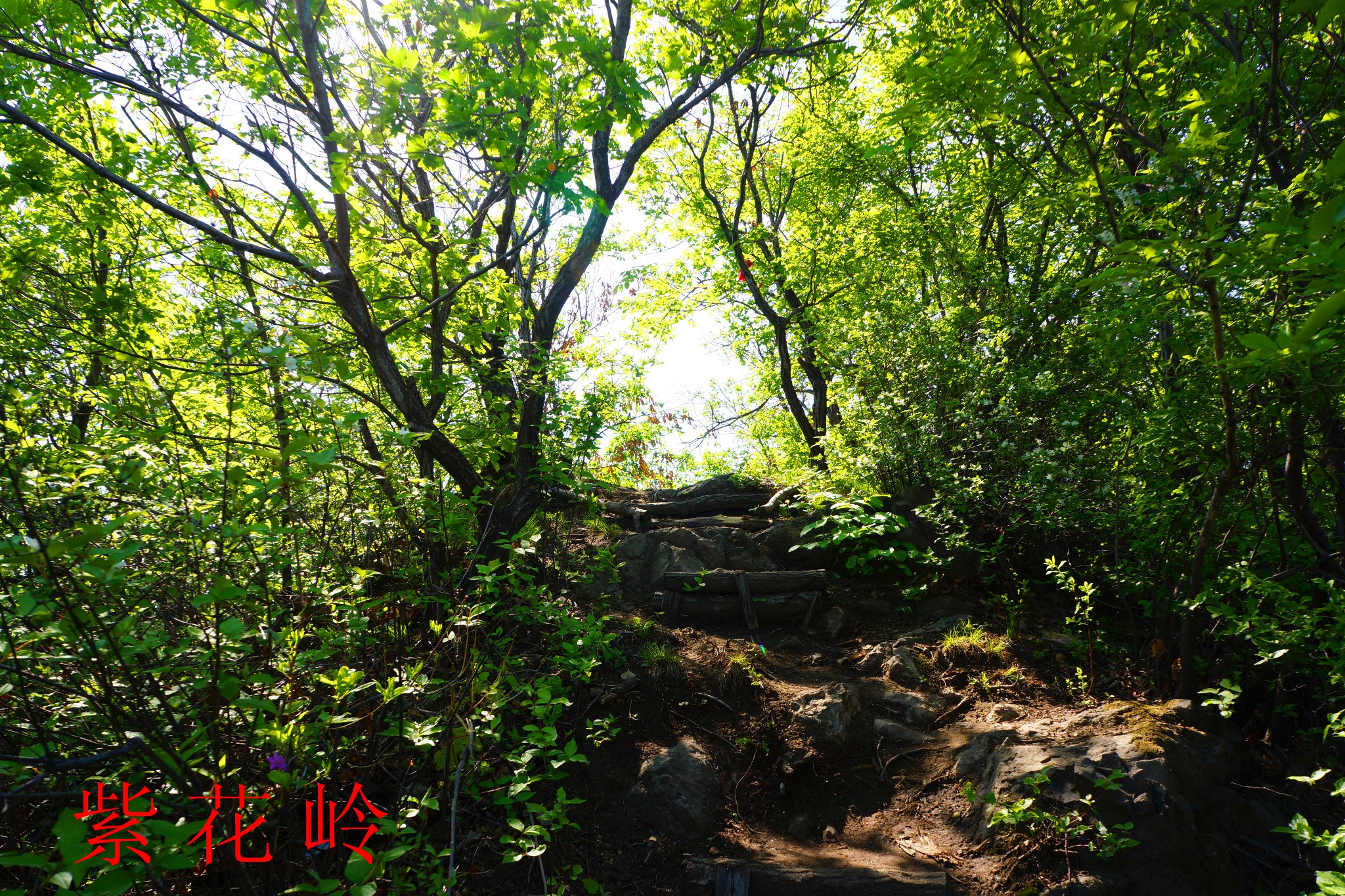 抚顺紫花岭风景区游记