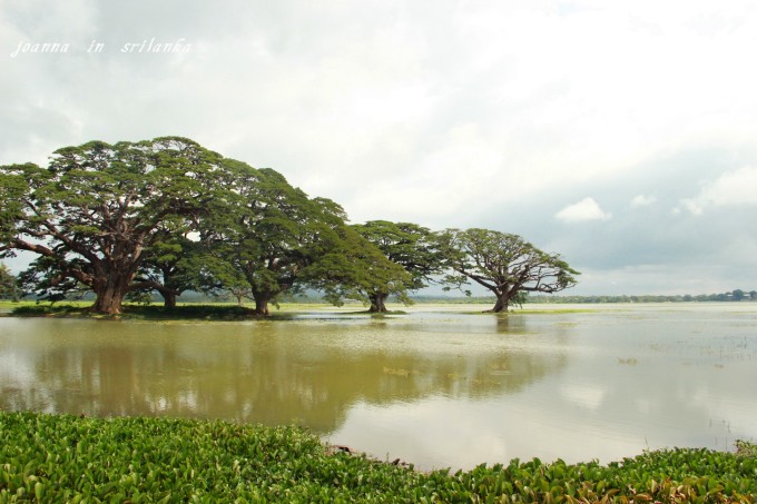 #花样游记大赛#在我心中激起涟漪的你--斯里兰