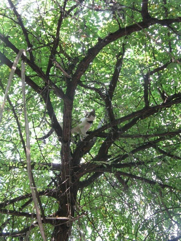 鳳凰古鎮自助遊攻略