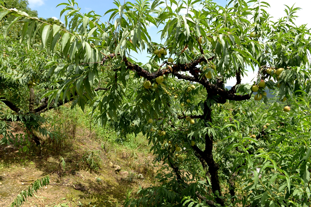 花红什么成语_海花红是什么(3)