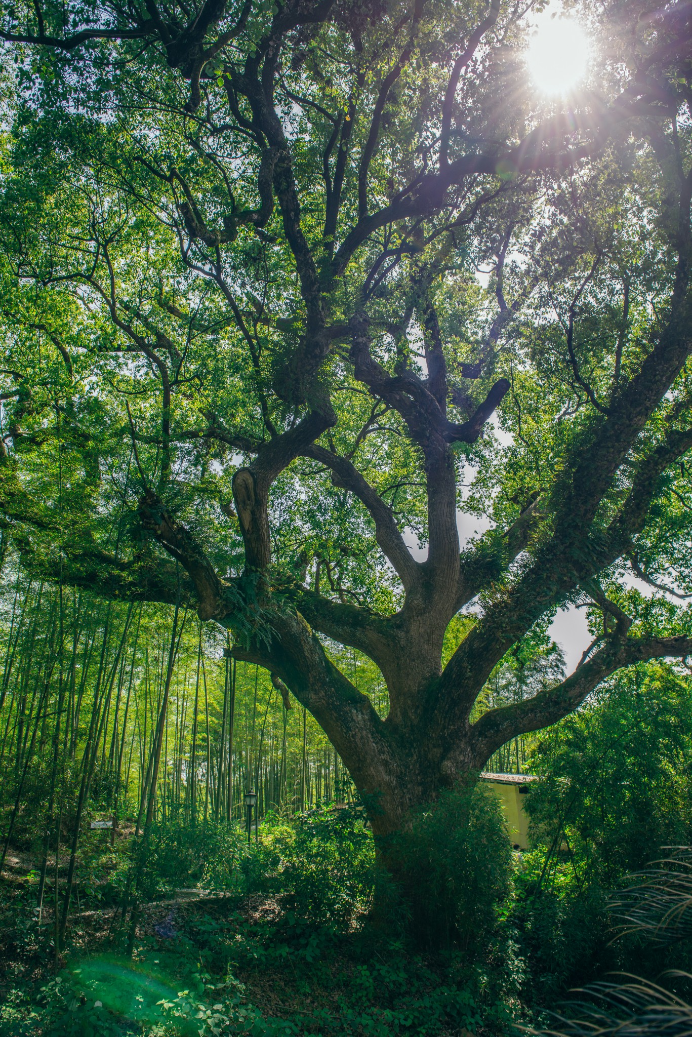 【丽水】你有放不下的王子与白马,我有弃不了的田园与木屋