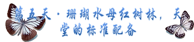 第五天~珊瑚水母红树林,天堂的标准配备 第五天~珊瑚水母红树林,天堂的标准配备