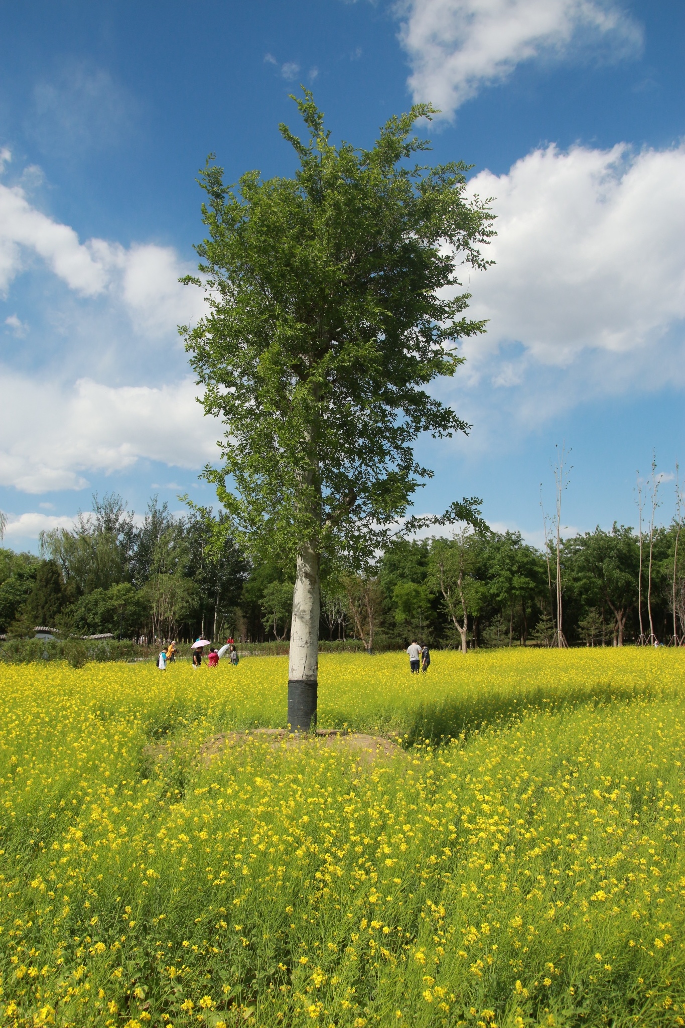 回复游记:【峰yu同行】北京春天里的一抹油菜花