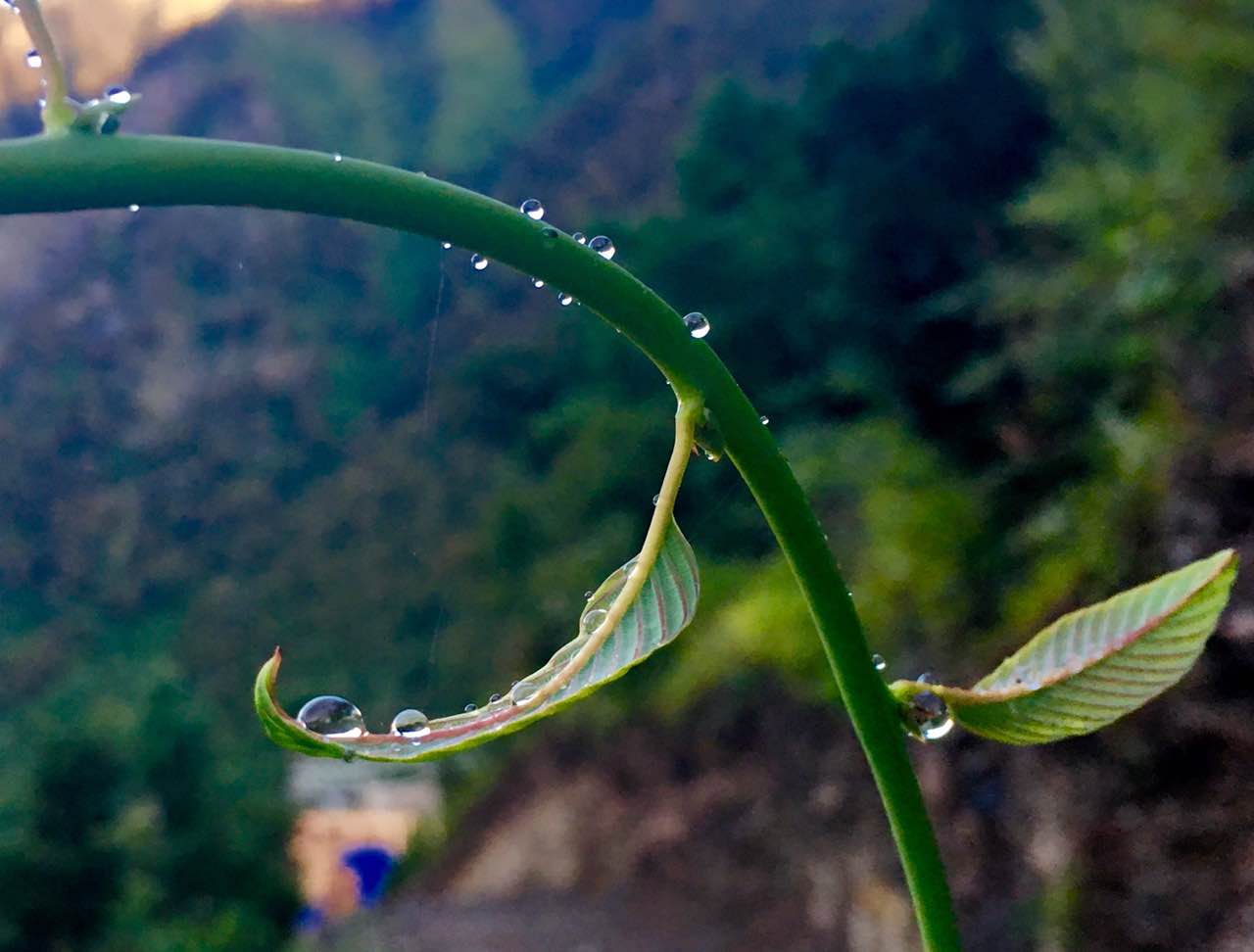 雨崩自助遊攻略