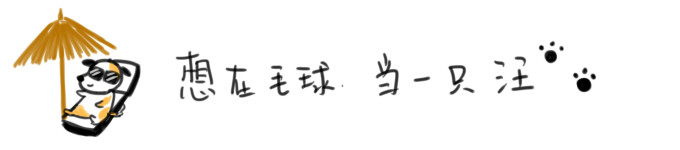 想在毛球当一只汪 想在毛球当一只汪