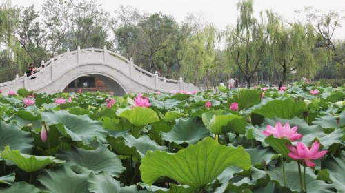 扬州茱萸湾风景区介绍图片