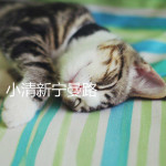 小清新宁曼路 小清新宁曼路