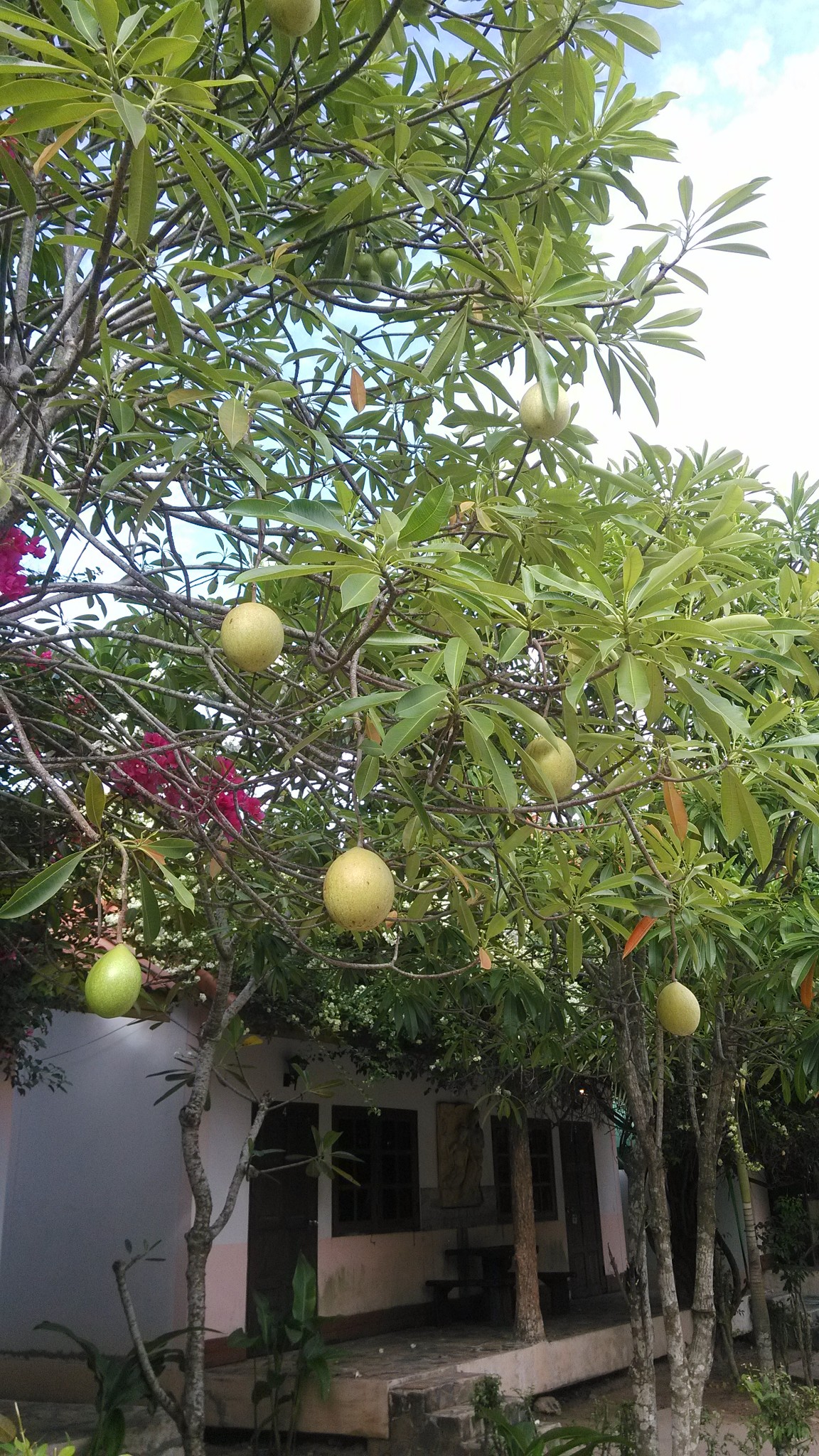 巴真府的惊喜 和尚给我们念经了 送我们龙宫果 赚大了!