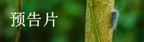 预告片 预告片
