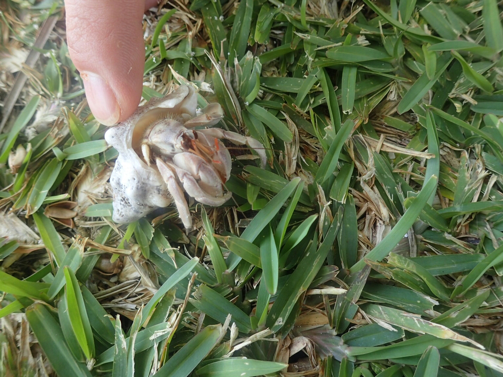 大溪地自助遊攻略