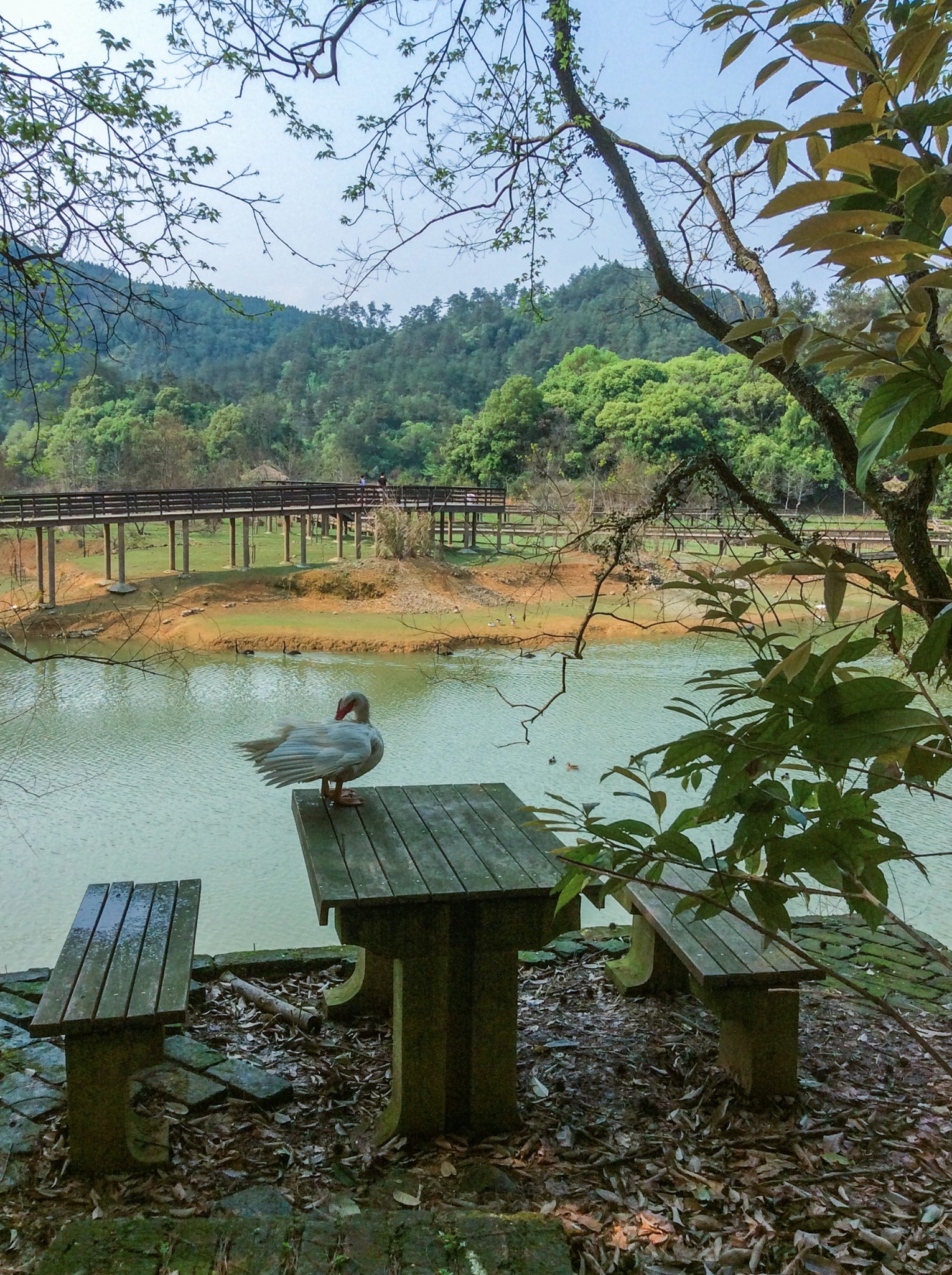 千島湖自助遊攻略