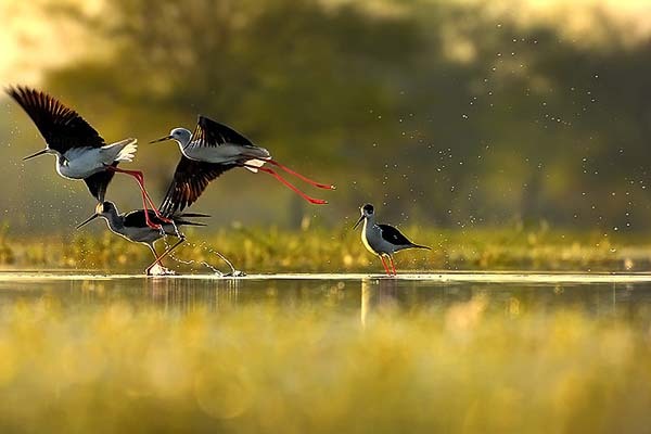 【候鸟之旅】我和候鸟有个约定,相约在拉市海!_游记